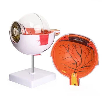6X Alargada Olho Humano Anatômica Modelo Destacável de 7 Peças de Mostrar globo Ocular Estrutura para a Educação Médica Estudo Científico de Visualização